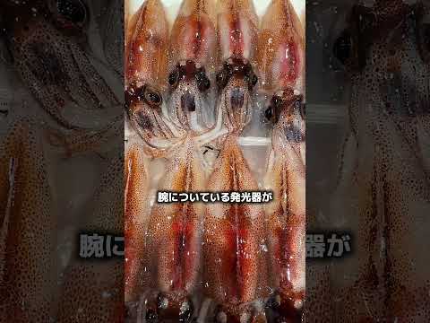 この食材の季節になりました🌸知ってたらほんとにすごい#釣り #魚 #和食