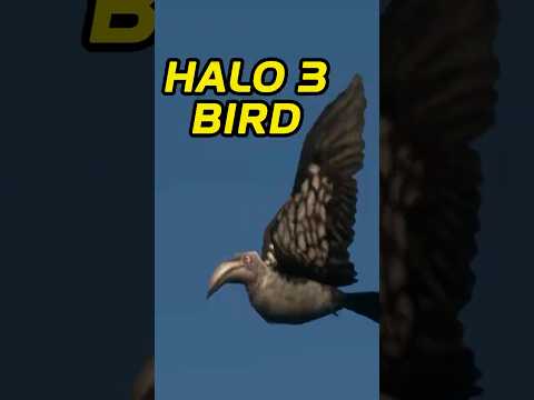 The HIDDEN Halo 3 Bird (Halo Files EP 20)