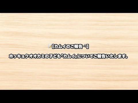 ホッキョクオオカミの子供『カムイ』についてご報告いたします。