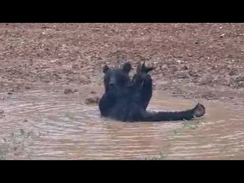 🐻 Медведь купается в луже // A bear bathing in a puddle 🛀