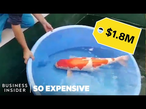 Why Koi Fish Are So Expensive | So Expensive - UCcyq283he07B7_KUX07mmtA