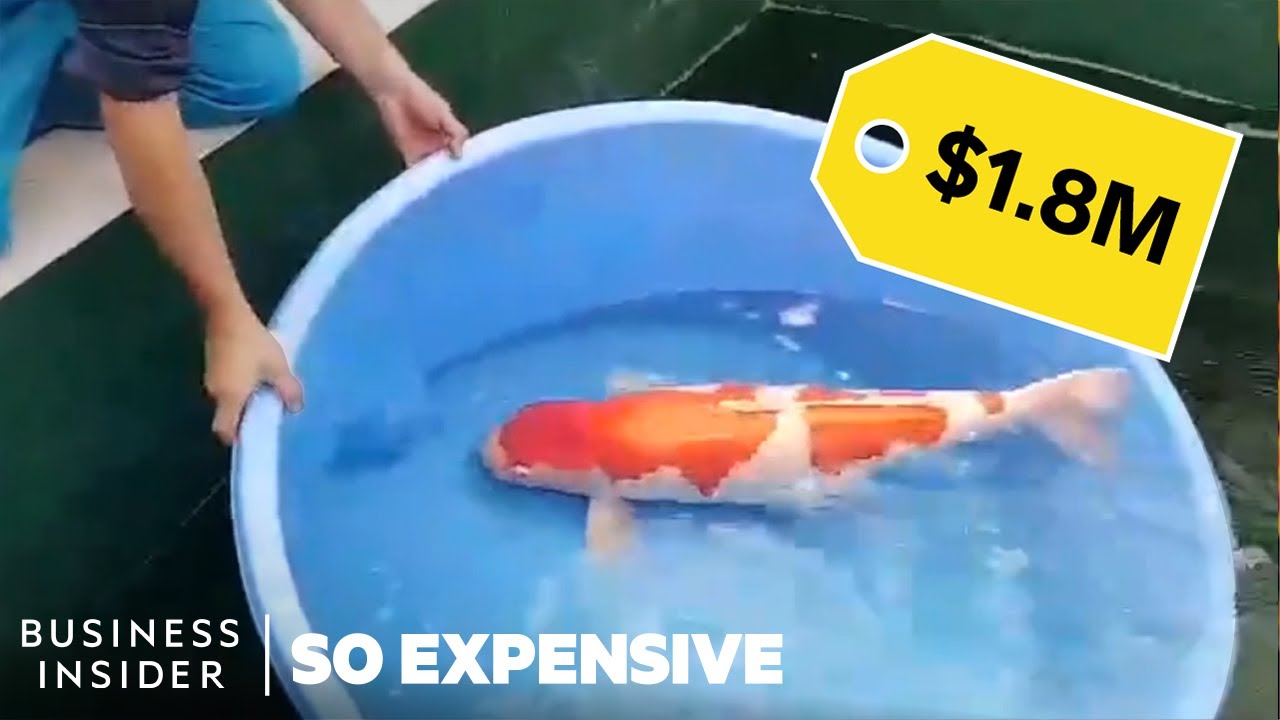 Why Koi Fish Are So Expensive | So Expensive | FpvRacer.lt