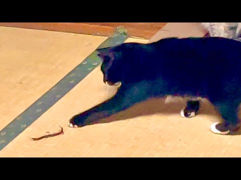 猫の動画サムネイル - おい〜！それは絶対にやめておけ