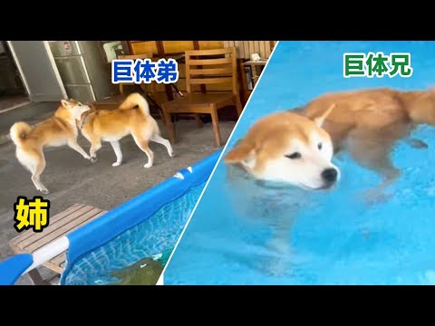 泳ぎたい弟柴犬は姉柴犬に連れて行かれました爆