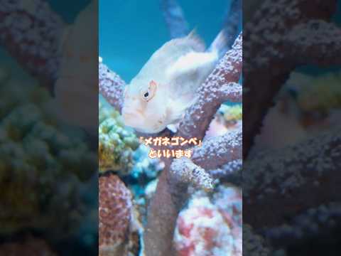 メガネゴンベがサンゴにとまる瞬間を解説【サンシャイン水族館】 サムネイル