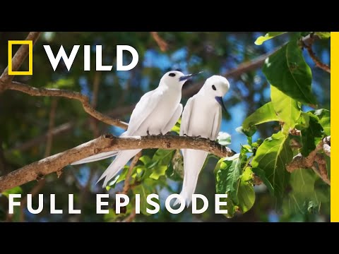 The Majestic Birds of Hawai'i (Full Episode) | Extraordinary Birder with Christian Cooper