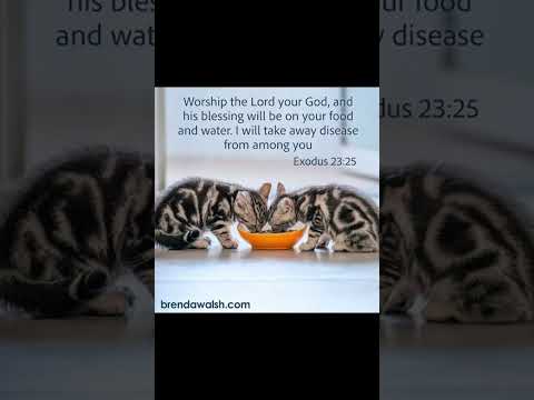 #worshipmusic #christianmusic #gospelmusic #cute #dailybibleverse #cat #kitten #petlover #kitty
