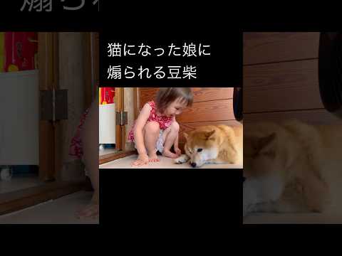 最近猫派な娘…🤔#柴犬 #dog #shorts#shibainu