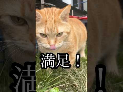 猫の動画サムネイル - 満足！ ねこ 散歩 cat アメショ ブュッフェ 食べ放題 うめ