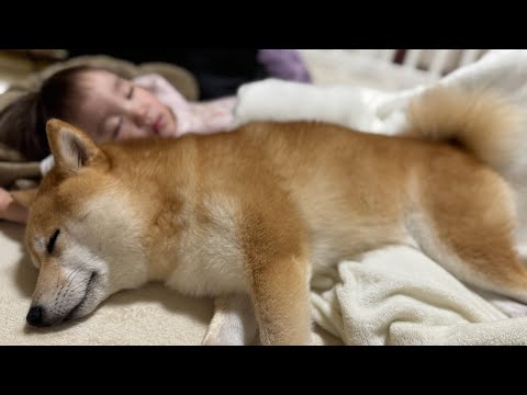 【柴犬と娘の1日】おでかけして疲れて眠る我が子たちが可愛すぎる❤️