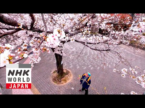 Komagome: A Community United Under Cherry Blossoms - Dive in Tokyo