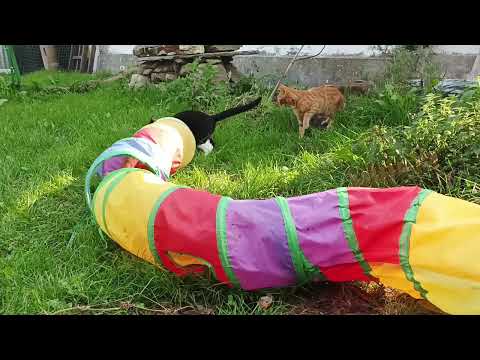 Volete Vedere Cosa Fanno 5 gatti fratelli scatenati? Accomodatevi! 😹😹