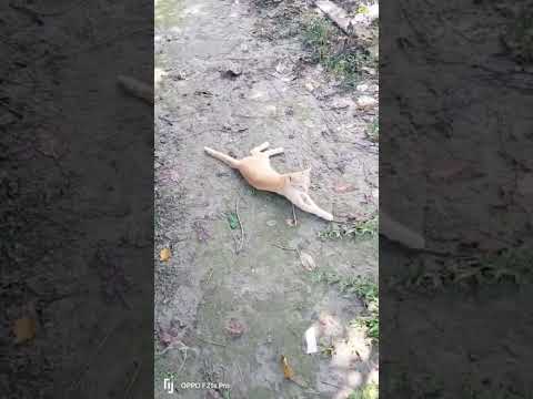 #catvideos #viralshort #todaybestvideochallenge