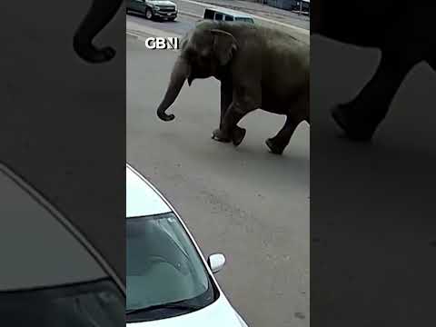 Elephant LEAVES THE CIRCUS and hits the town