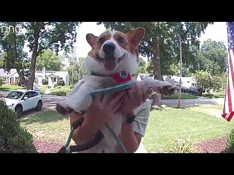 Cute Corgi Held up To Ring Video Doorbell to Leave a “Message” | RingTV
