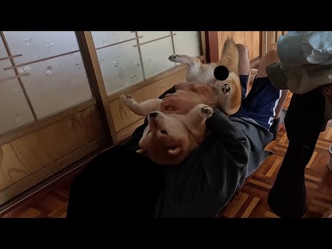 2025年6月28日(土) お昼寝してたのに仕事に疲れたヒゲオヤジに絡まれるココさん