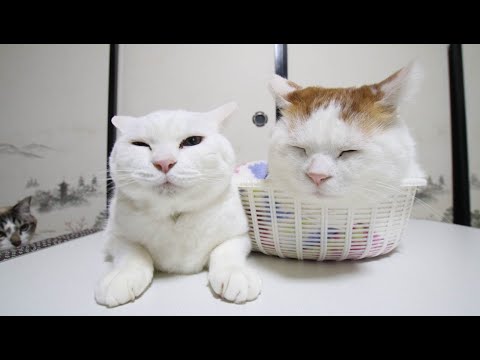 かご猫のライブ配信とブログ紹介：2025年8月の可愛さを楽しもう サムネイル