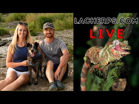 LAC HERPS - Gecko Expert Interview  | Sarah and An One of the most experienced, most respected gecko-keeping couples in hobby today!

We've known Sar