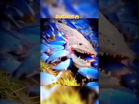 wait for end 😱 #trending#animals#wildlife#lion#shorts#youtube