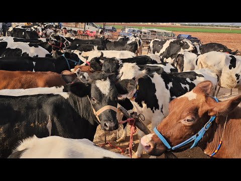 سوق البقر اليوم في معرة مصرين بقرات لجب سعراللحم باريخ10/9لتواصل 0997192642