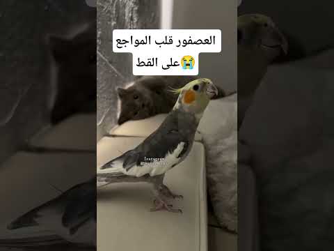 القط تذكر ايام زمان😁😄 #اكسبلور