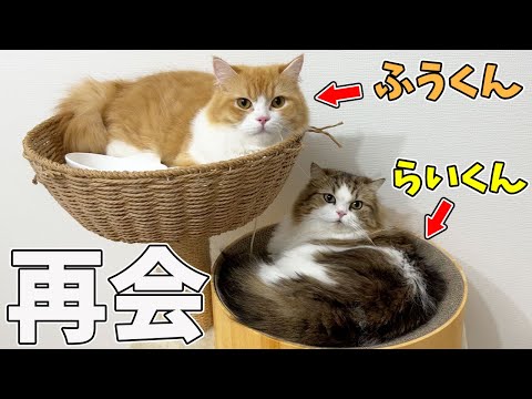 猫のらいくん、ふうくんと再会しました。