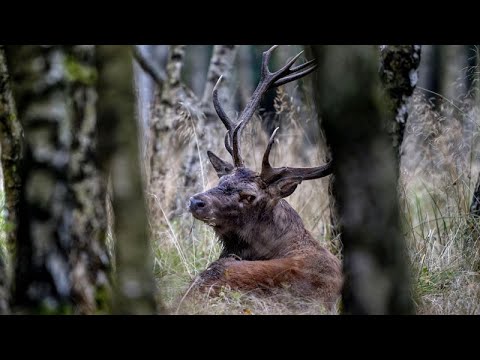 Impact Αναδασώσεις: Οι επενδύσεις που μπορούν να δώσουν ζωή στα καμμένα δάση της Ελλάδας…