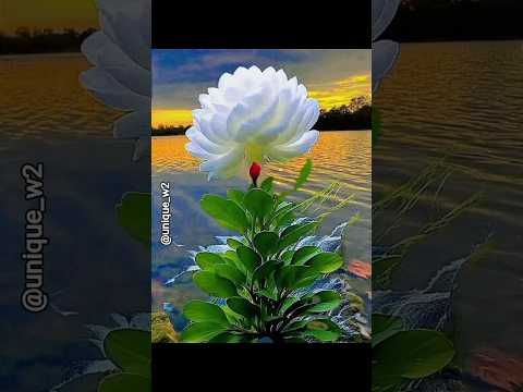 beutiful natural flowers🌸🌺#beatifulnature #trending #flowers #beautifulflowers #viralvideo #ytshts