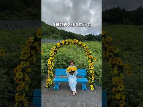 【８月３日までOPEN！】志摩市観光農園のひまわりを見に行こう🌻