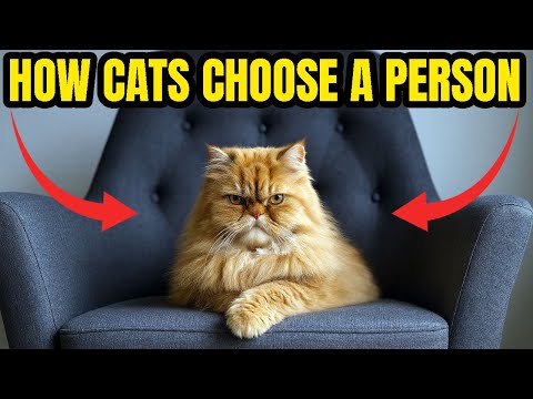 3,000 Years of Secrets: How Cats Choose Their Favorite Human