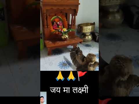 जय लक्ष्मी मा