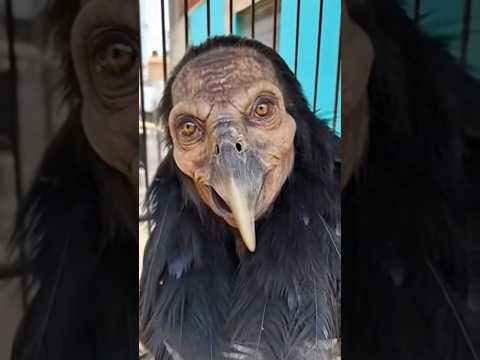 “Hidden and Mysterious Beings”- #MysticShadows  - #HiddenRealms  - #VeiledSecrets  - #UnknownBeings