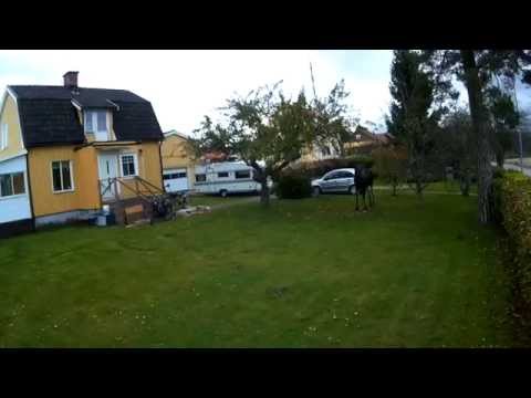 QAV 250 clone fpv capture the Moose chasing us back home  ;)) - UC_AIw5oqVuK3uIGoD7b_QOQ