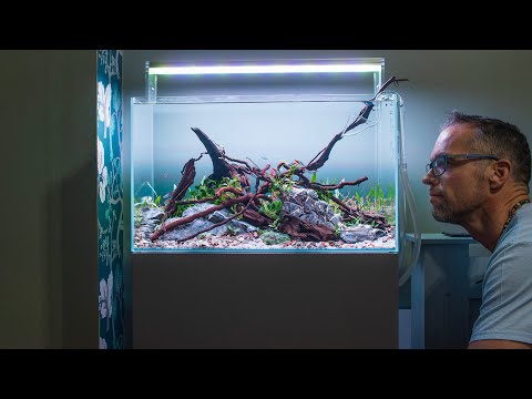 The most underrated fish in aquascaping? (4K)