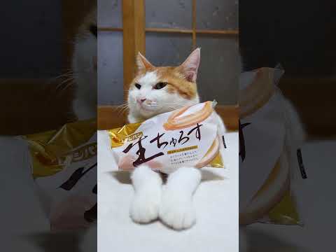 ちゅろすのせ猫動画｜癒やしとかわいさを楽しもう2025 サムネイル
