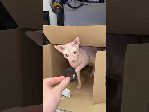 Ох уж эти коробки и резинки😸