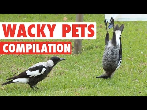 Hilarious Wacky Pets Animal Video Compilation 2016 - UCPIvT-zcQl2H0vabdXJGcpg