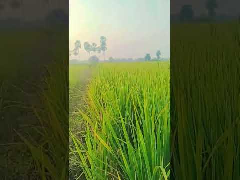 #song #music #viral #agriculture #trending #nature #telugu #villagelife #farming #automobile #tg #ap