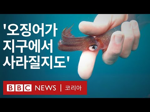 '오징어게임'보다 잔혹한 현실, 진짜 오징어가 멸종위기?- BBC News 코리아