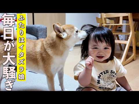 毎日笑顔が溢れる柴犬と1歳児の可愛すぎる日常がこちらですw