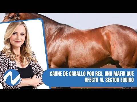 Carne de caballo por res, una mafia que afecta al sector equino