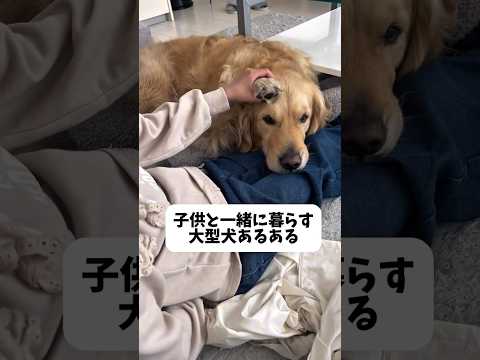 犬の動画サムネイル - 子供と一緒に暮らす大型犬あるある #ゴールデンレトリバー #大型犬のいる生活 #可愛い #goldenretreiver #大型犬と子供
