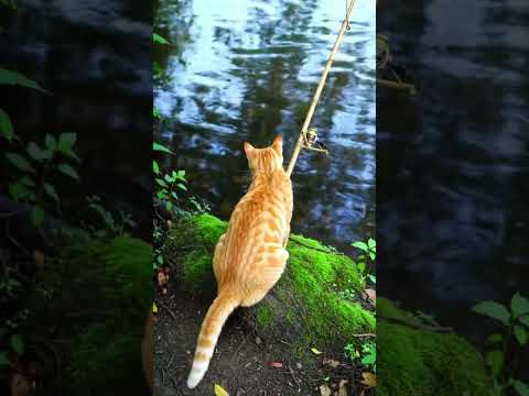 #Cute #Cat #fishing #fish
