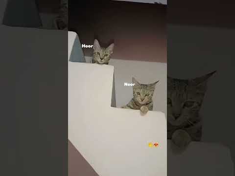 #catshorts #catlovers #cat #cats #catvideos #catvideos