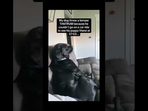 funnydogs#cute#doglover#doglife#cure#dogshorts#pet#doglife#dogshorts