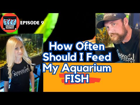 How Often Should I Feed My Aquarium Fish? Podcast  In this week's episode of Aquarium Dilemmas, we discuss the topic of feeding your fish aquarium. One
