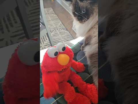 When you are responsible😆#cat #shorts #funnycats #funny #funnyanimals @dojacat