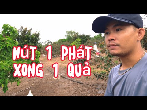 Hướng dẫn ăn Vú Sữa không cần dao và Ko dính mủ