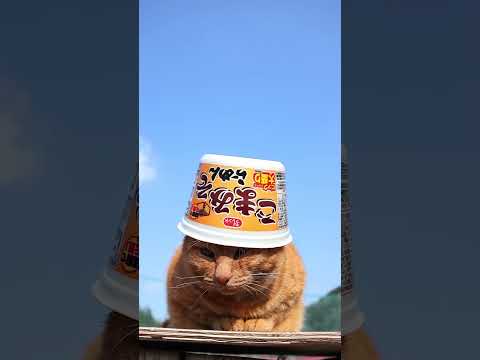 猫の動画サムネイル - ごまみそらーめん　250527 #cat #cute #猫のいる暮らし #ネコ #ねこ #猫のいる生活　#のせ猫