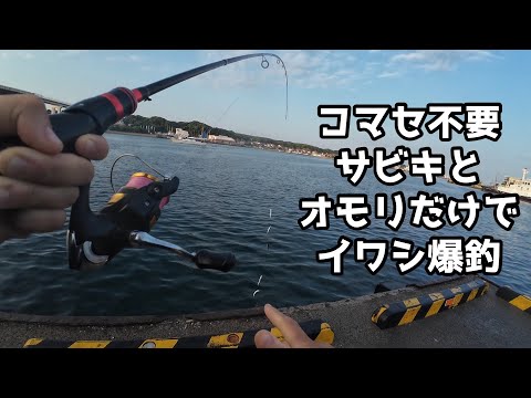 コマセ不要サビキとオモリだけでイワシ爆釣